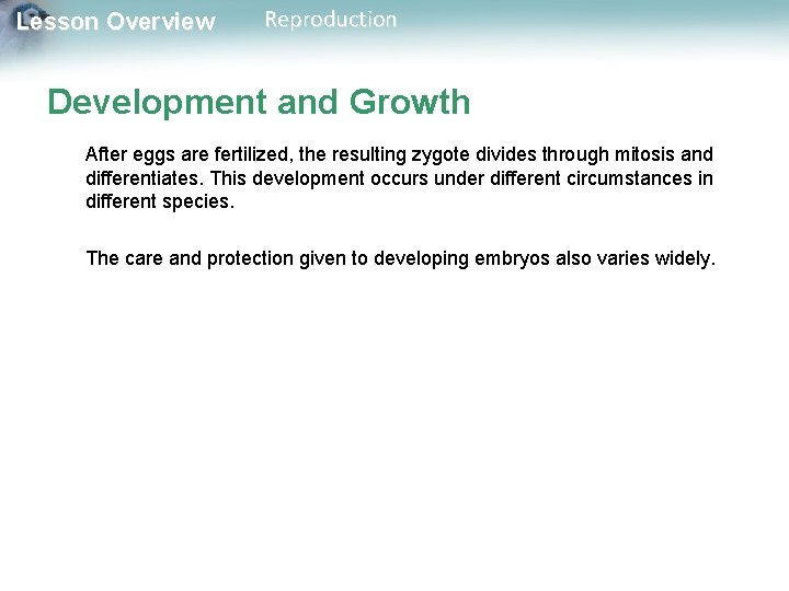 Lesson Overview Reproduction Development and Growth After eggs are fertilized, the resulting zygote divides