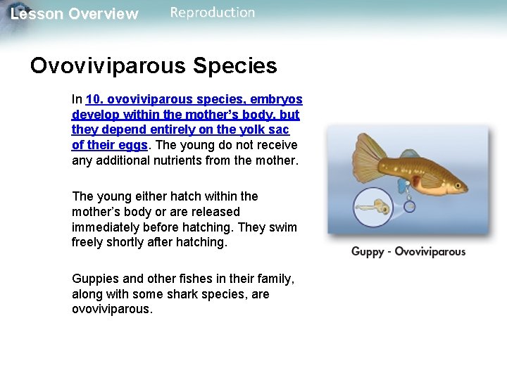 Lesson Overview Reproduction Ovoviviparous Species In 10. ovoviviparous species, embryos develop within the mother’s