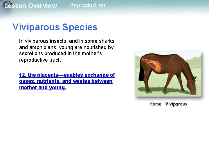Lesson Overview Reproduction Viviparous Species In viviparous insects, and in some sharks and amphibians,