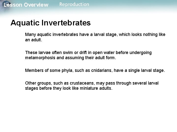 Lesson Overview Reproduction Aquatic Invertebrates Many aquatic invertebrates have a larval stage, which looks