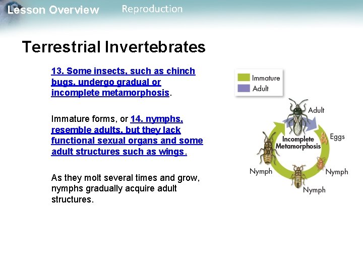 Lesson Overview Reproduction Terrestrial Invertebrates 13. Some insects, such as chinch bugs, undergo gradual