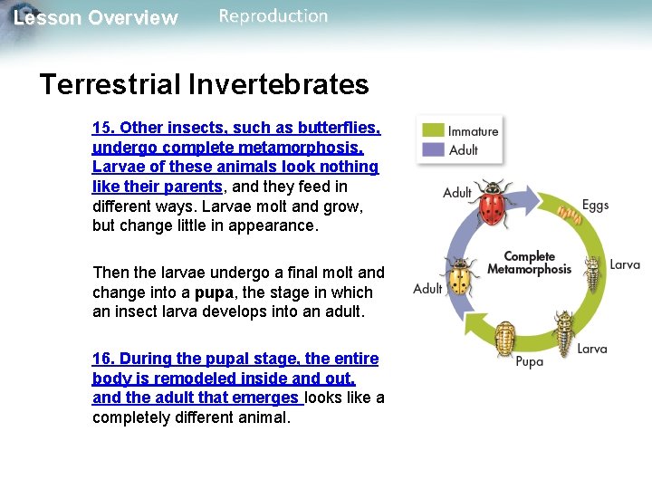 Lesson Overview Reproduction Terrestrial Invertebrates 15. Other insects, such as butterflies, undergo complete metamorphosis.