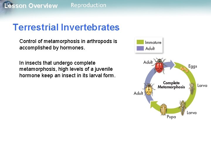 Lesson Overview Reproduction Terrestrial Invertebrates Control of metamorphosis in arthropods is accomplished by hormones.