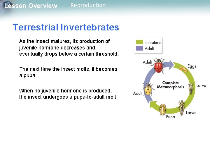 Lesson Overview Reproduction Terrestrial Invertebrates As the insect matures, its production of juvenile hormone