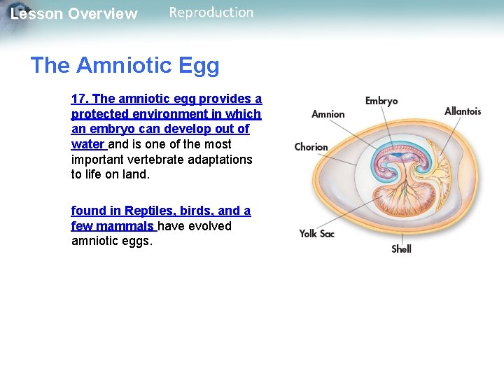 Lesson Overview Reproduction The Amniotic Egg 17. The amniotic egg provides a protected environment