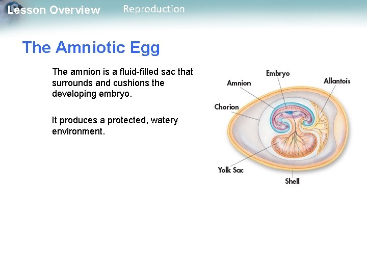 Lesson Overview Reproduction The Amniotic Egg The amnion is a fluid-filled sac that surrounds