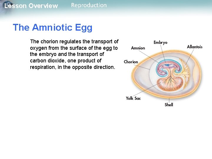 Lesson Overview Reproduction The Amniotic Egg The chorion regulates the transport of oxygen from