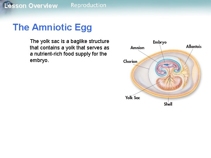 Lesson Overview Reproduction The Amniotic Egg The yolk sac is a baglike structure that