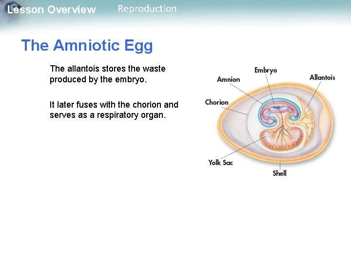 Lesson Overview Reproduction The Amniotic Egg The allantois stores the waste produced by the