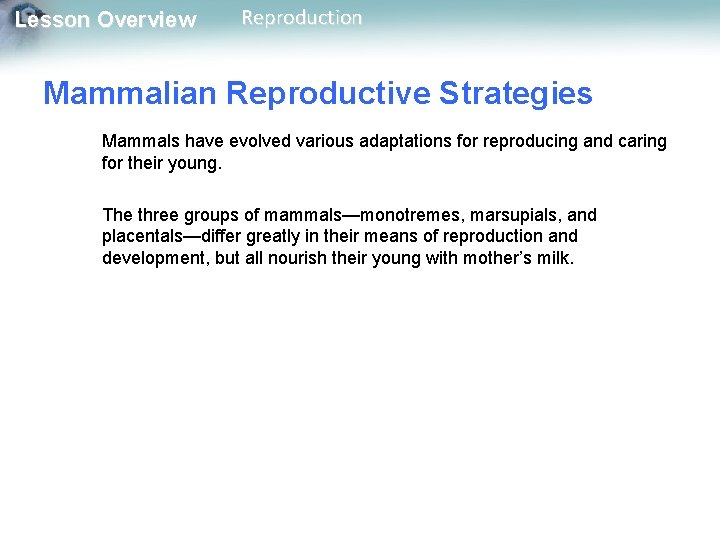 Lesson Overview Reproduction Mammalian Reproductive Strategies Mammals have evolved various adaptations for reproducing and