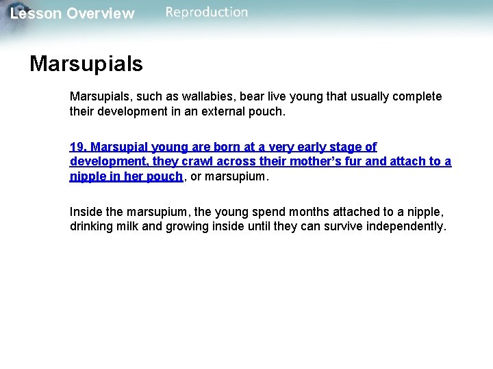 Lesson Overview Reproduction Marsupials, such as wallabies, bear live young that usually complete their