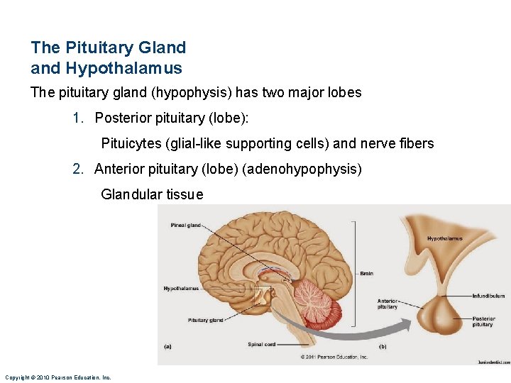 The Pituitary Gland Hypothalamus The pituitary gland (hypophysis) has two major lobes 1. Posterior
