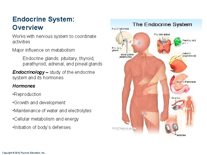 Endocrine System: Overview Works with nervous system to coordinate activities Major influence on metabolism
