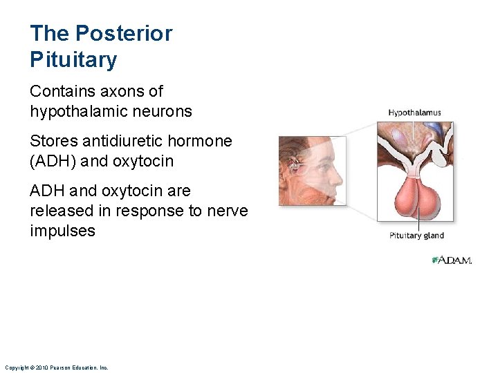 The Posterior Pituitary Contains axons of hypothalamic neurons Stores antidiuretic hormone (ADH) and oxytocin