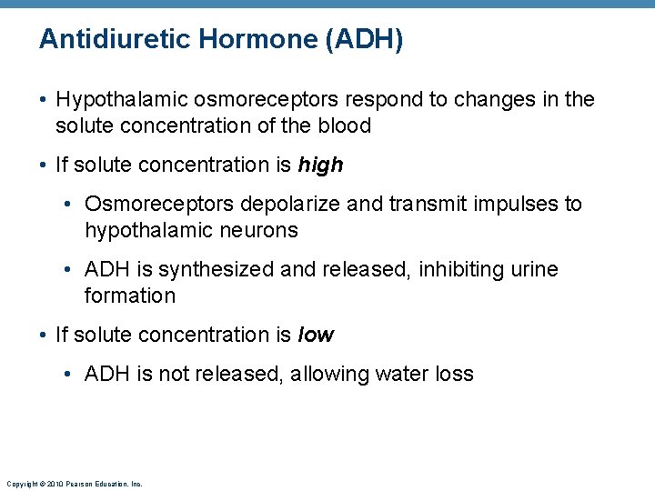 Antidiuretic Hormone (ADH) • Hypothalamic osmoreceptors respond to changes in the solute concentration of
