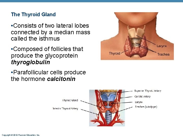 The Thyroid Gland • Consists of two lateral lobes connected by a median mass
