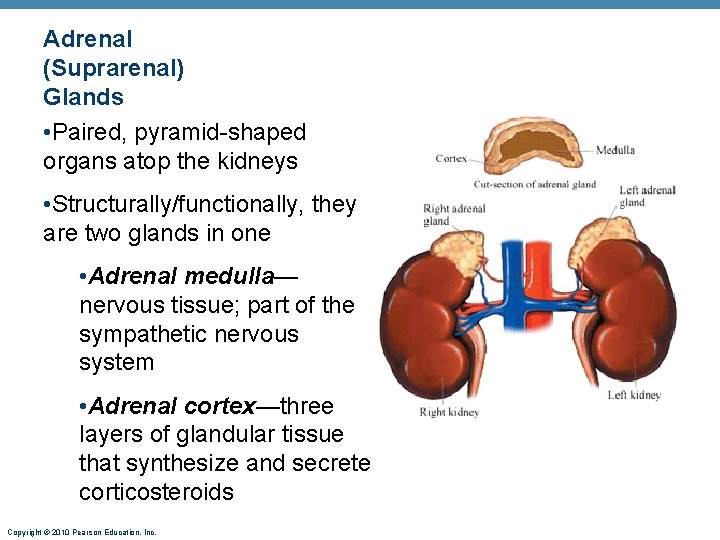 Adrenal (Suprarenal) Glands • Paired, pyramid-shaped organs atop the kidneys • Structurally/functionally, they are