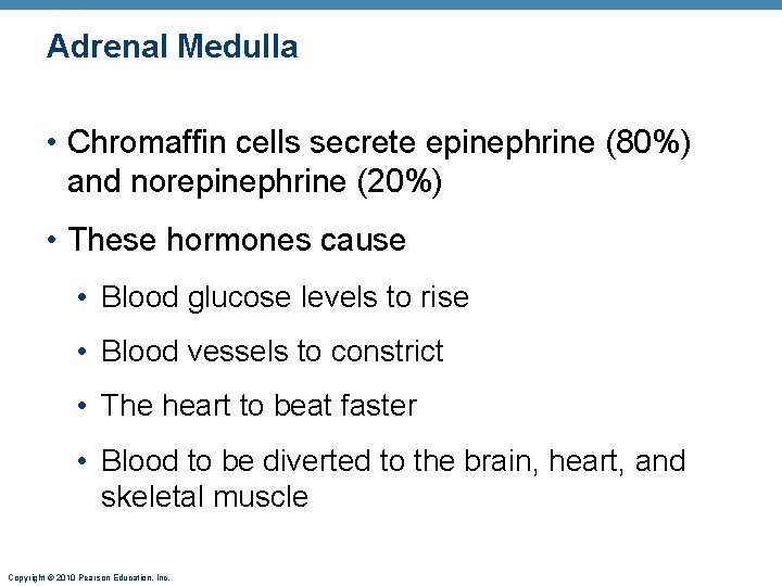 Adrenal Medulla • Chromaffin cells secrete epinephrine (80%) and norepinephrine (20%) • These hormones