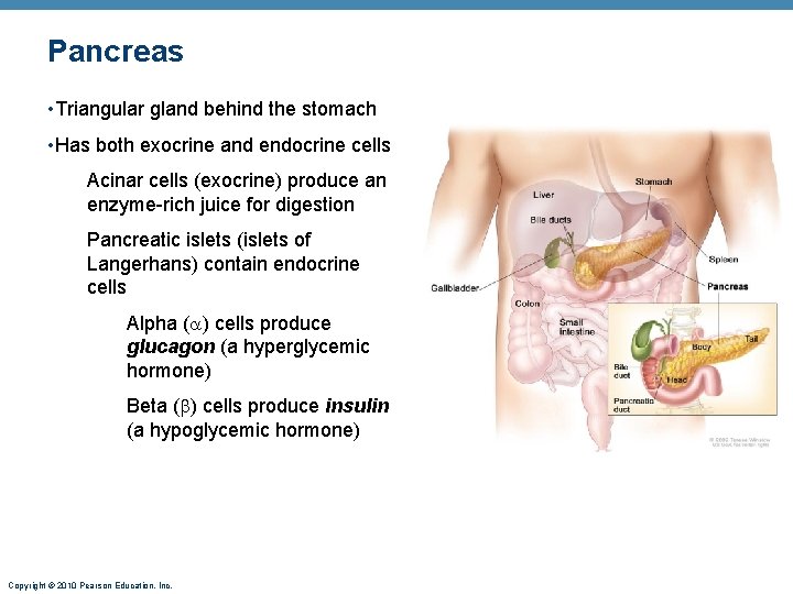 Pancreas • Triangular gland behind the stomach • Has both exocrine and endocrine cells