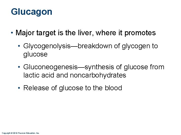 Glucagon • Major target is the liver, where it promotes • Glycogenolysis—breakdown of glycogen