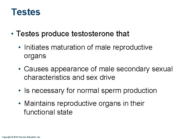 Testes • Testes produce testosterone that • Initiates maturation of male reproductive organs •