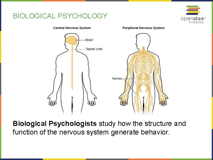 BIOLOGICAL PSYCHOLOGY Biological Psychologists study how the structure and function of the nervous system