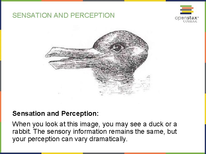 SENSATION AND PERCEPTION Sensation and Perception: When you look at this image, you may
