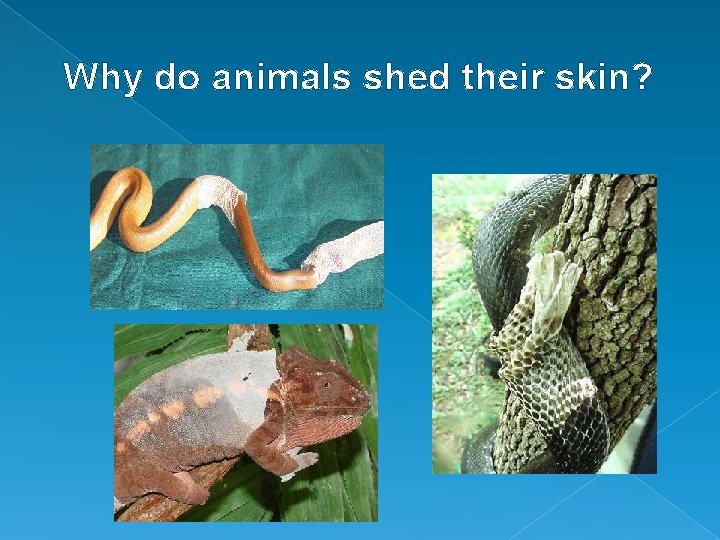 Why do animals shed their skin? Why do animals shed their skin?