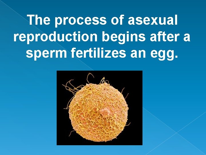 The process of asexual reproduction begins after a sperm fertilizes an egg. The process of asexual reproduction begins after a sperm fertilizes an egg.