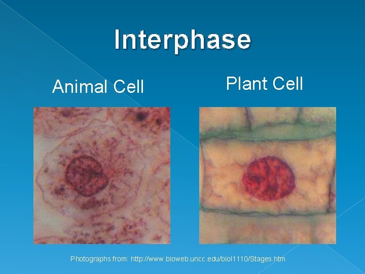 Interphase Animal Cell Plant Cell Photographs from: http: //www. bioweb. uncc. edu/biol 1110/Stages. htm Interphase Animal Cell Plant Cell Photographs from: http: //www. bioweb. uncc. edu/biol 1110/Stages. htm