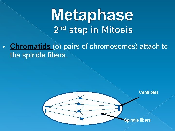 Metaphase 2 nd step in Mitosis • Chromatids (or pairs of chromosomes) attach to Metaphase 2 nd step in Mitosis • Chromatids (or pairs of chromosomes) attach to