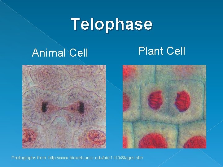 Telophase Animal Cell Plant Cell Photographs from: http: //www. bioweb. uncc. edu/biol 1110/Stages. htm Telophase Animal Cell Plant Cell Photographs from: http: //www. bioweb. uncc. edu/biol 1110/Stages. htm