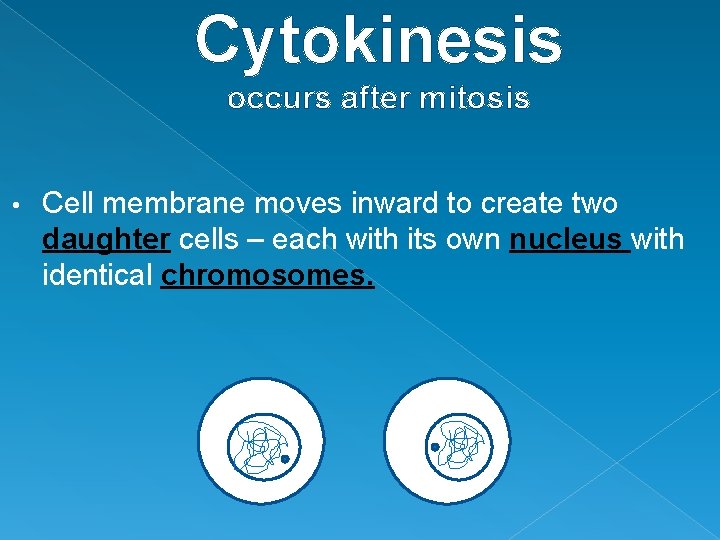 Cytokinesis occurs after mitosis • Cell membrane moves inward to create two daughter cells Cytokinesis occurs after mitosis • Cell membrane moves inward to create two daughter cells