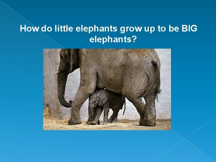 How do little elephants grow up to be BIG elephants? How do little elephants grow up to be BIG elephants?