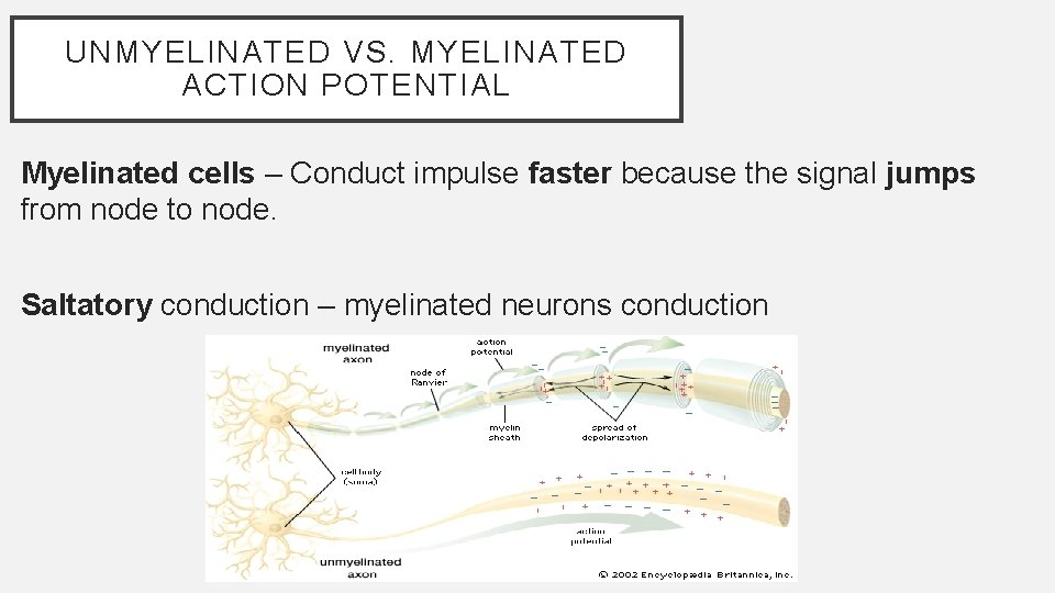 UNMYELINATED VS. MYELINATED ACTION POTENTIAL Myelinated cells – Conduct impulse faster because the signal