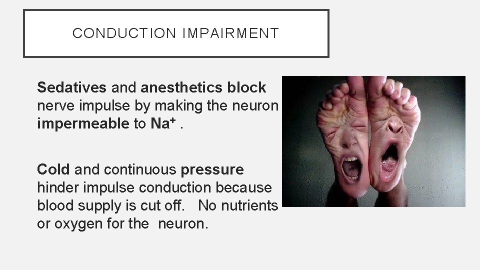 CONDUCTION IMPAIRMENT Sedatives and anesthetics block nerve impulse by making the neuron impermeable to