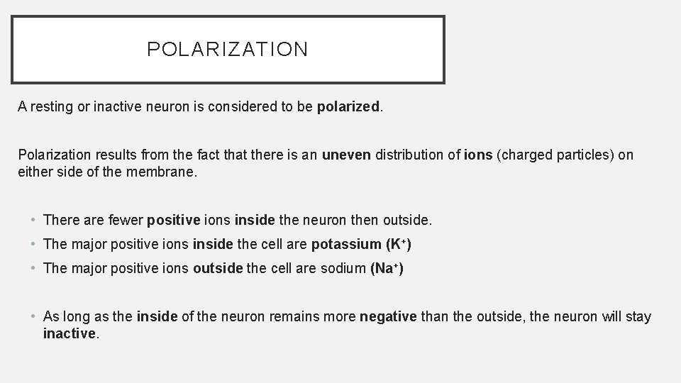 POLARIZATION A resting or inactive neuron is considered to be polarized. Polarization results from