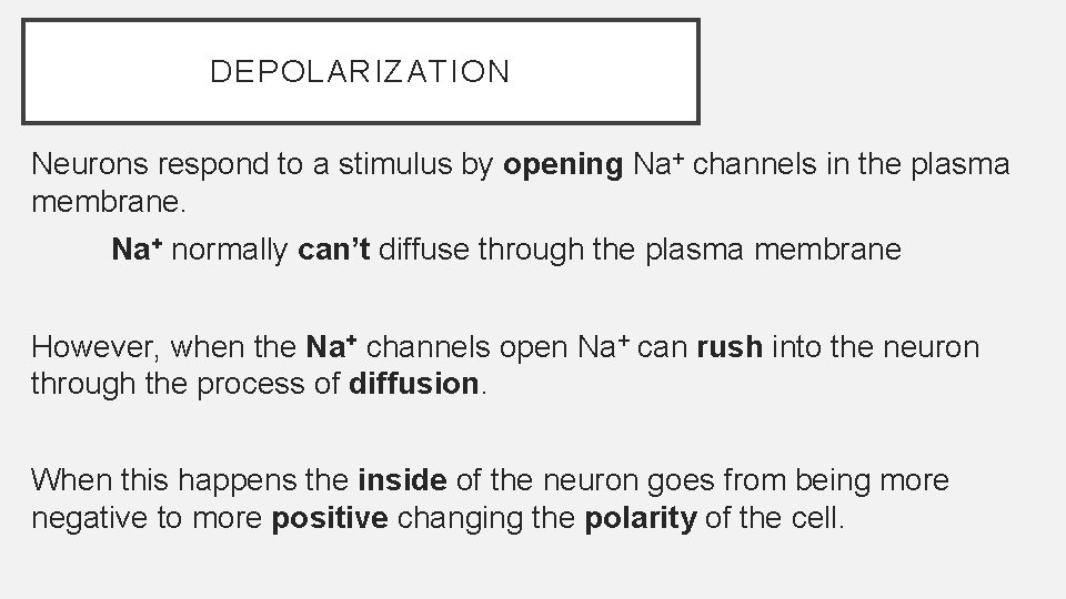 DEPOLARIZATION Neurons respond to a stimulus by opening Na+ channels in the plasma membrane.