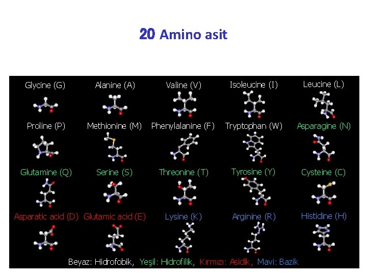 20 Amino asit Glycine (G) Alanine (A) Valine (V) Isoleucine (I) Leucine (L) Proline