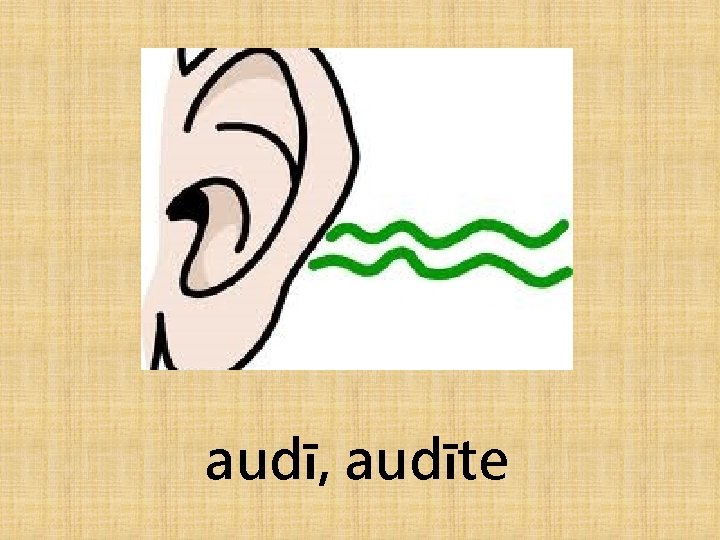 audī, audīte 