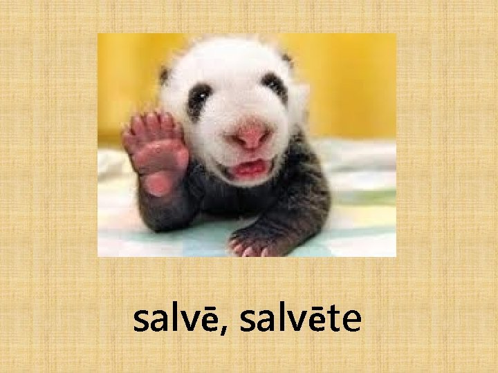 salvē, salvēte 