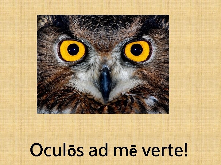 Oculōs ad mē verte! 