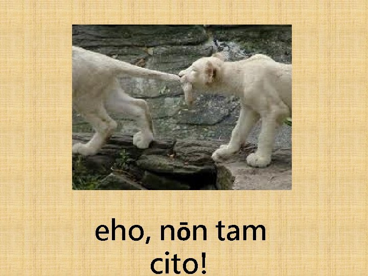 eho, nōn tam cito! 