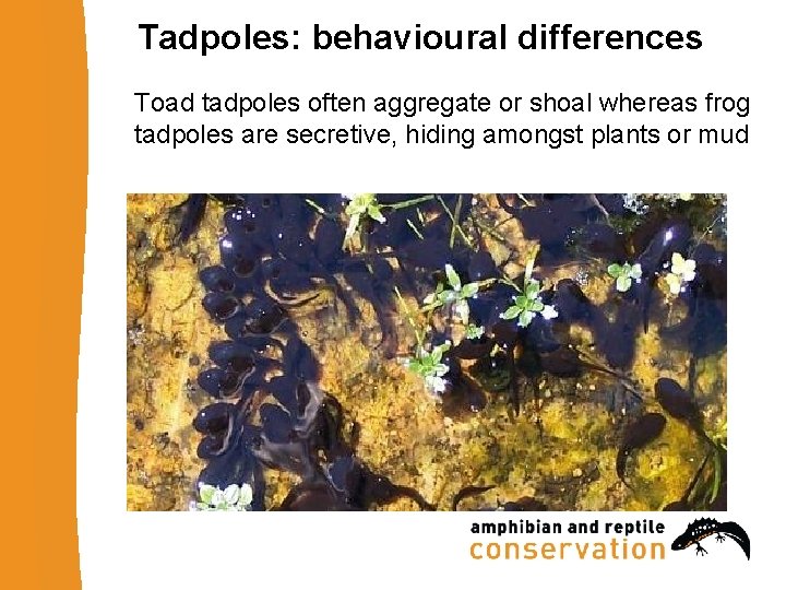 Tadpoles: behavioural differences Toad tadpoles often aggregate or shoal whereas frog tadpoles are secretive,