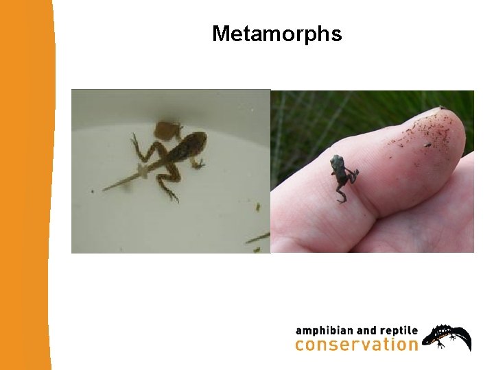 Metamorphs 
