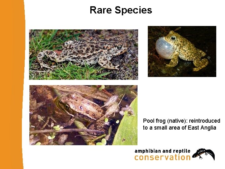 Rare Species Natterjack: found in dunes and heathland, mostly south and northwest coasts Pool