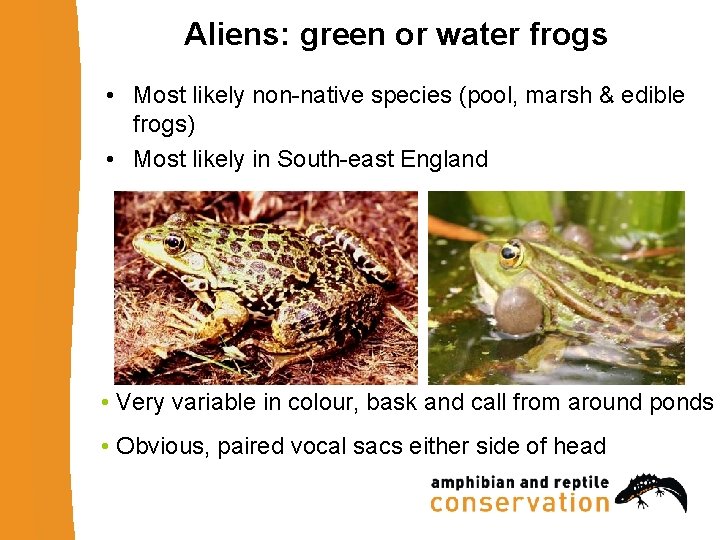Aliens: green or water frogs • Most likely non-native species (pool, marsh & edible