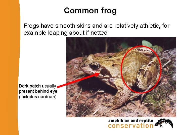 Common frog Frogs have smooth skins and are relatively athletic, for example leaping about