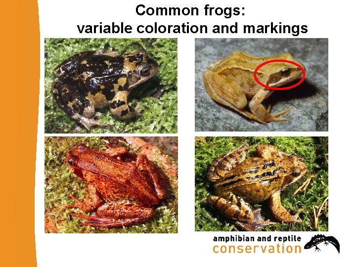 Common frogs: variable coloration and markings 