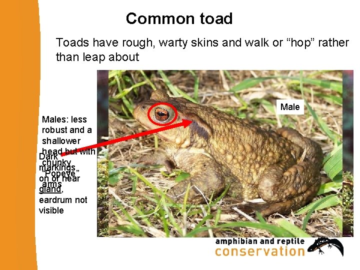 Common toad Toads have rough, warty skins and walk or “hop” rather than leap